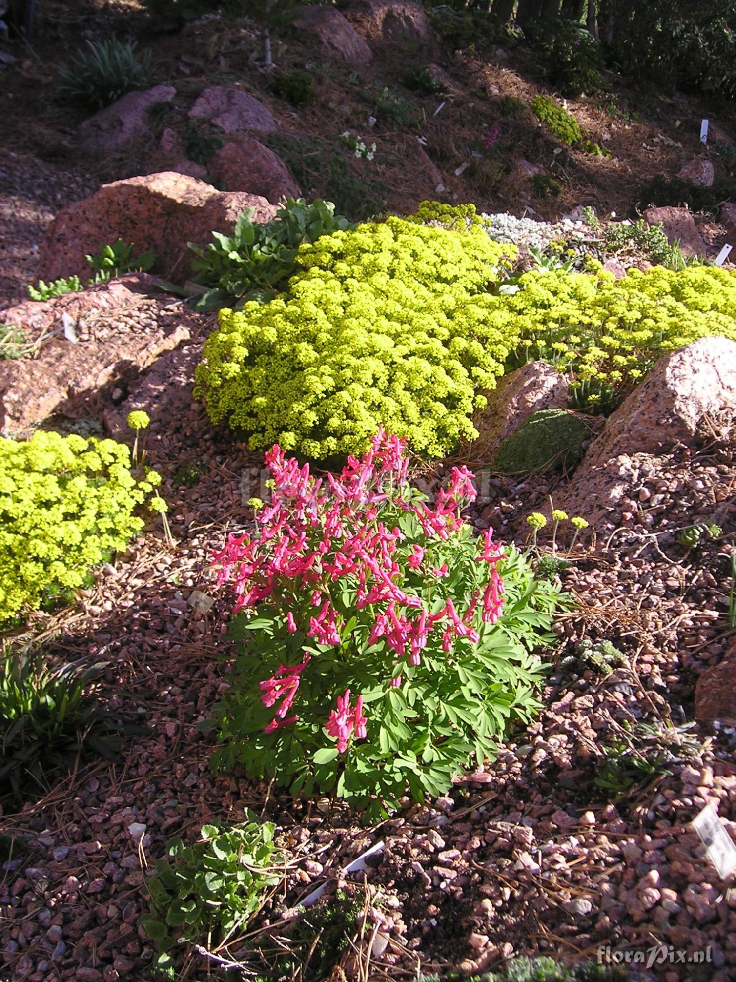 Corydalis solida 