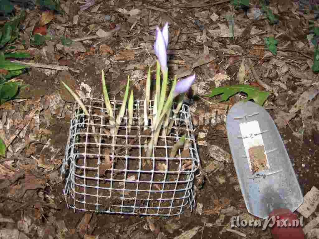 Crocus banaticus