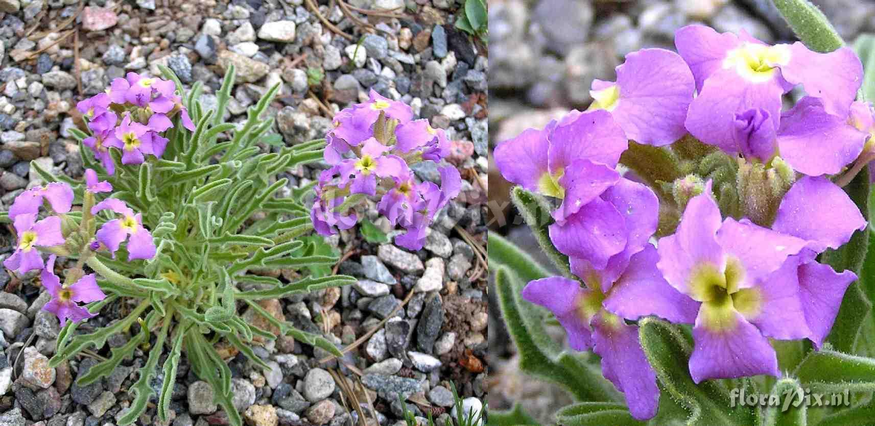 Matthiola montana