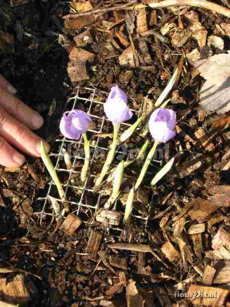 Crocus banaticus