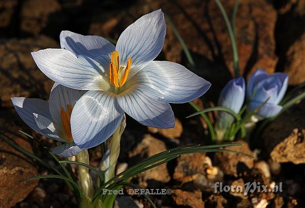 Crocus baytopiorum