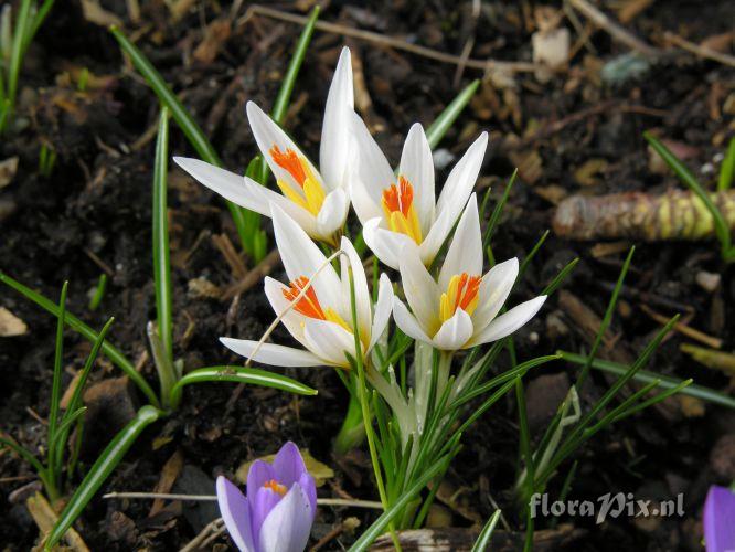 Crocus fleischeri