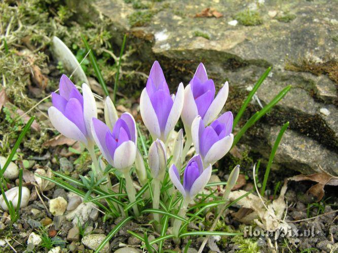 Crocus tommasinianus