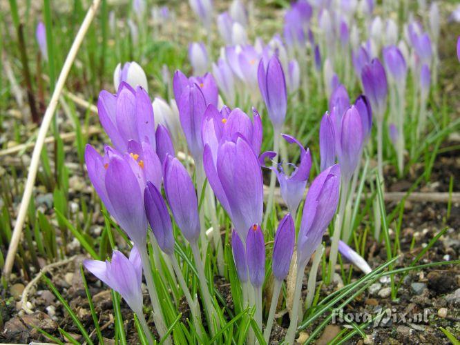 Crocus tommasinianus