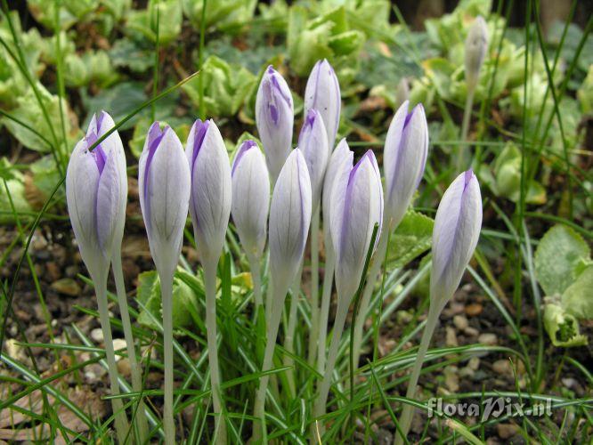 Crocus tommasinianus