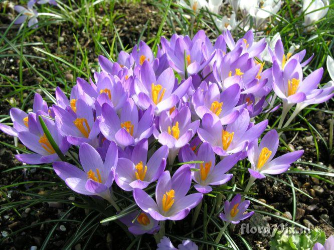 Crocus tommasinianus