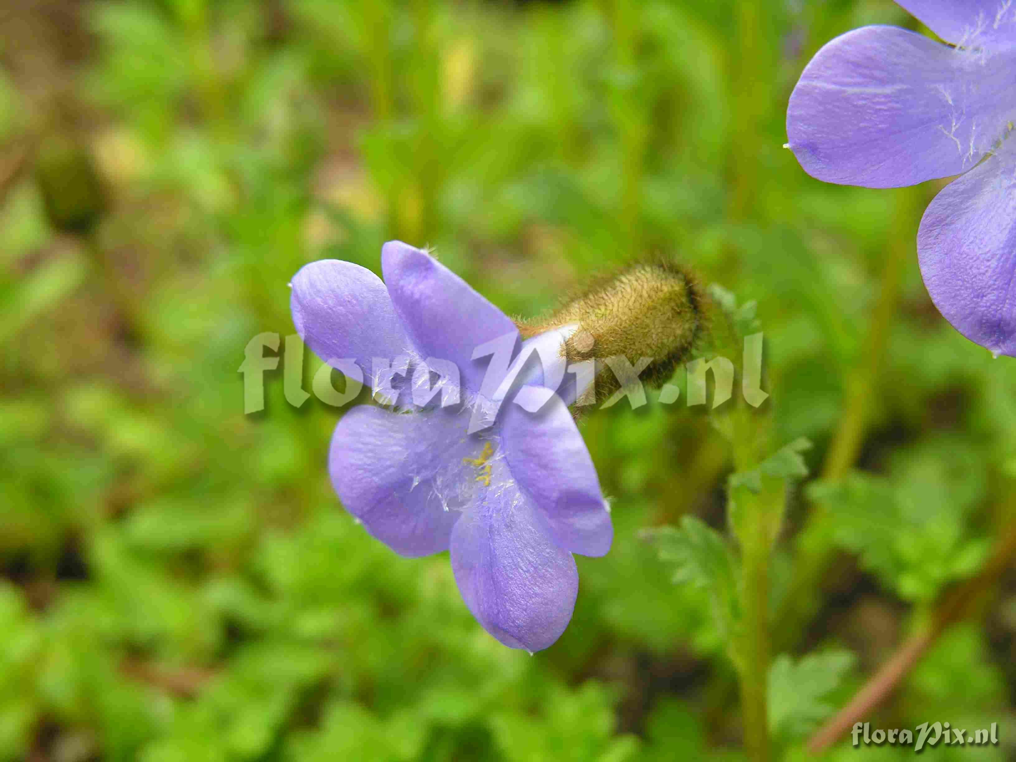 Cyananthus lobatus Giant Form