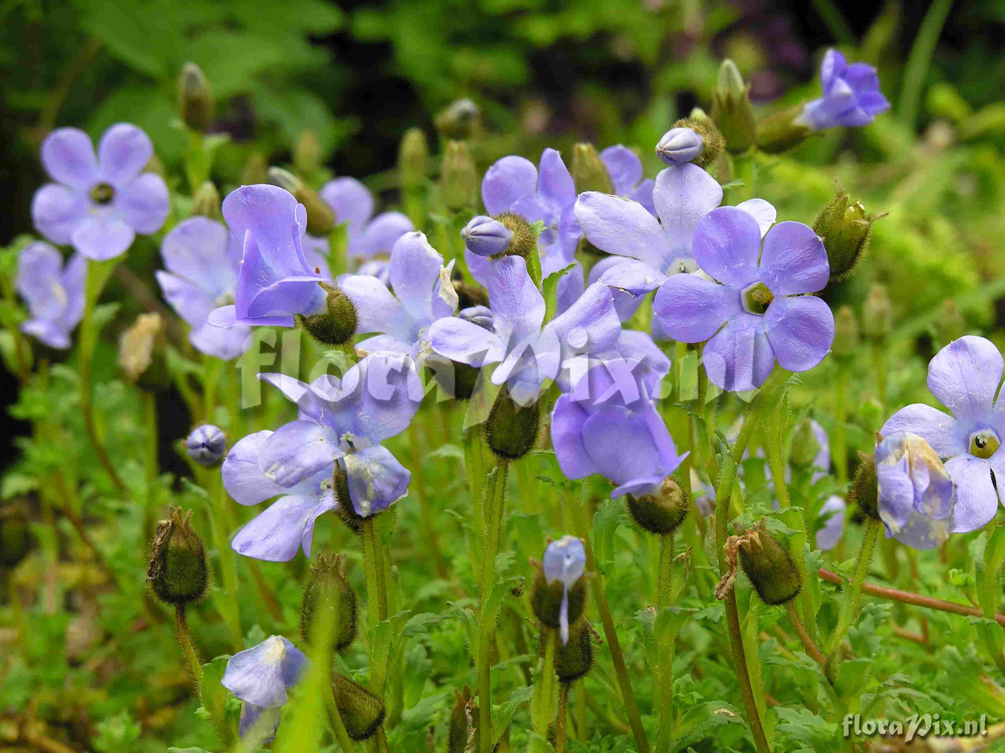 Cyananthus lobatus Giant Form