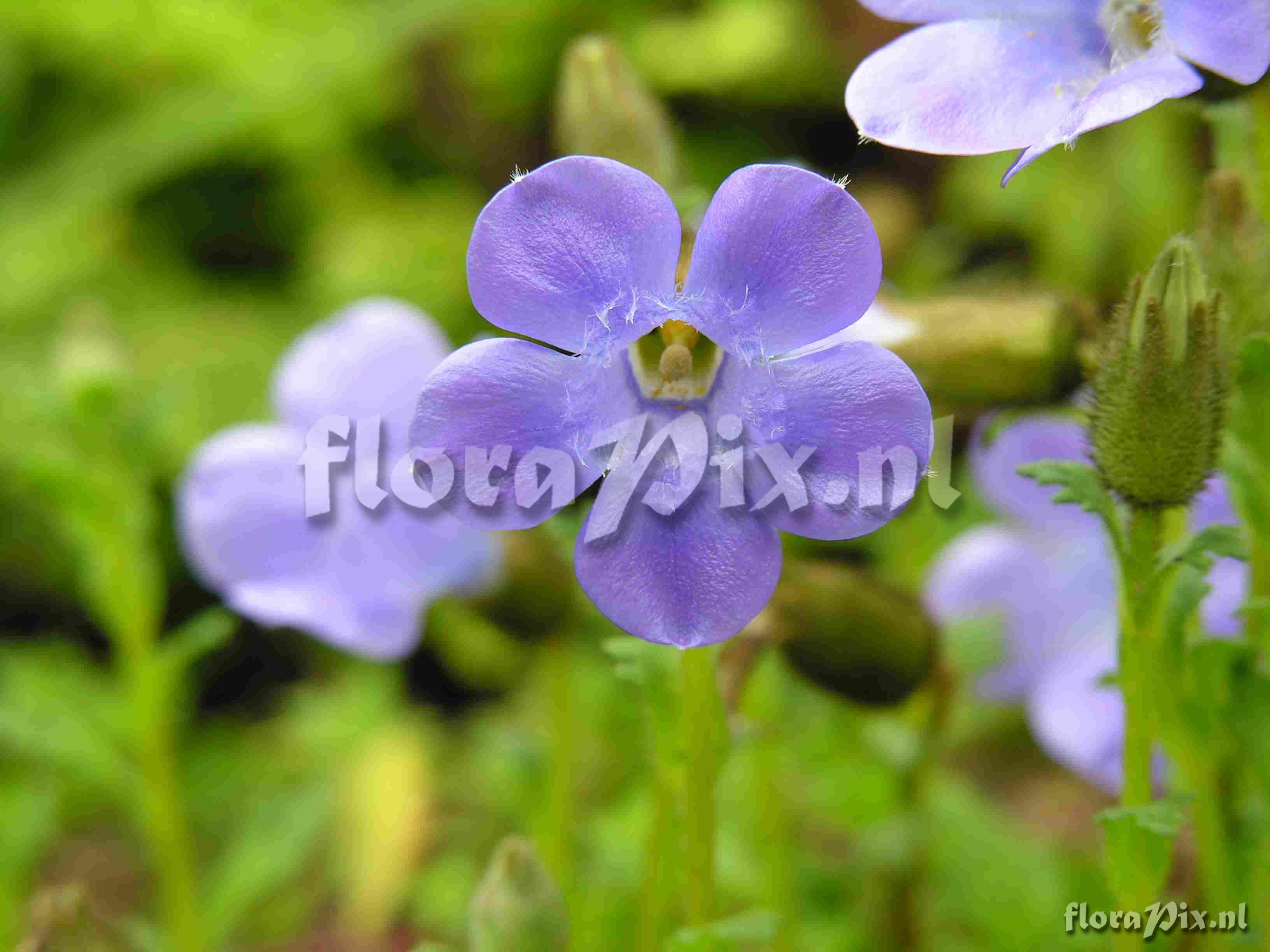 Cyananthus lobatus Giant Form