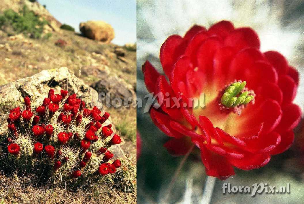 Echinocereus triglochidiatus