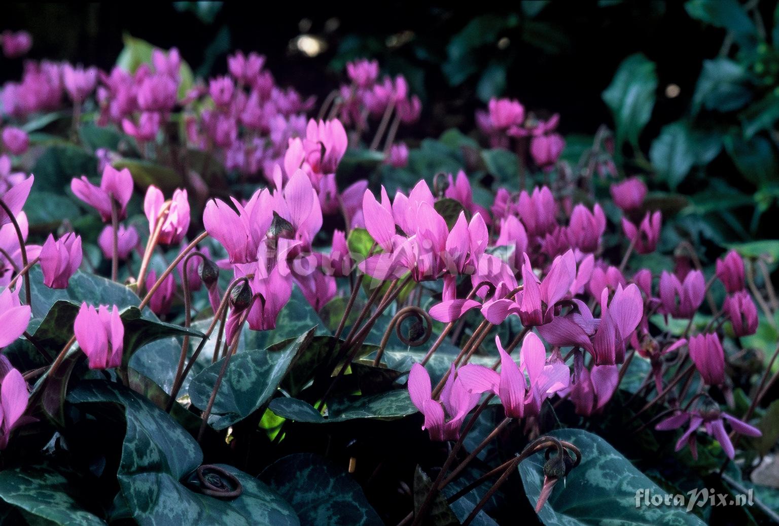 Cyclamen purpurascens