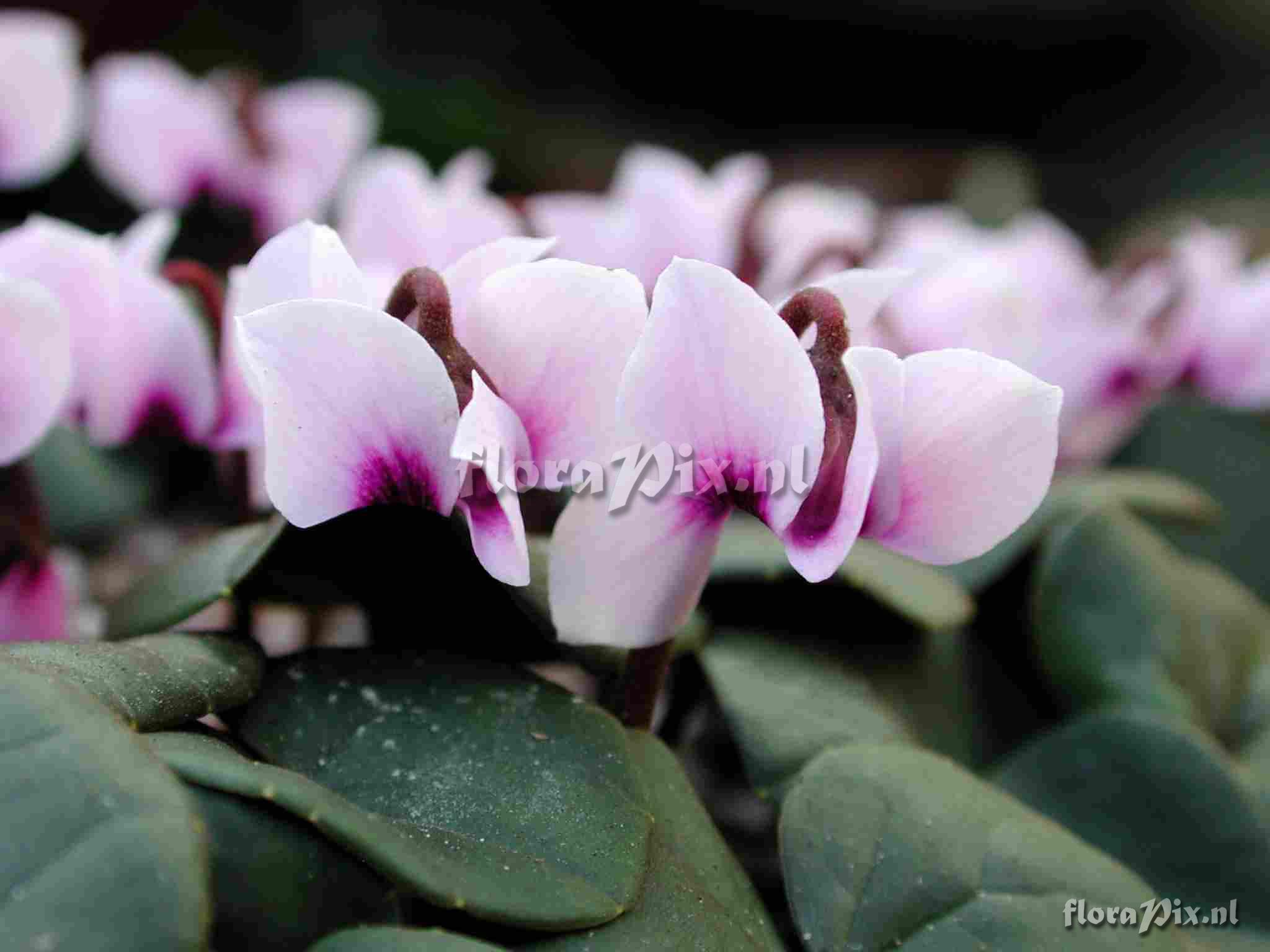 Cyclamen parviflorum