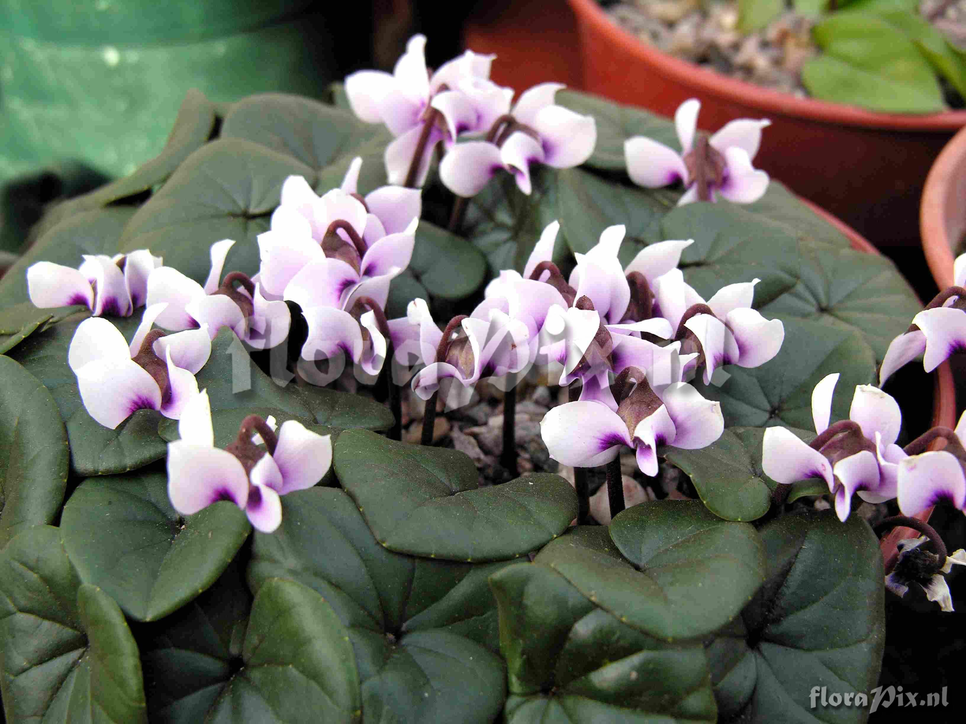 Cyclamen parviflorum