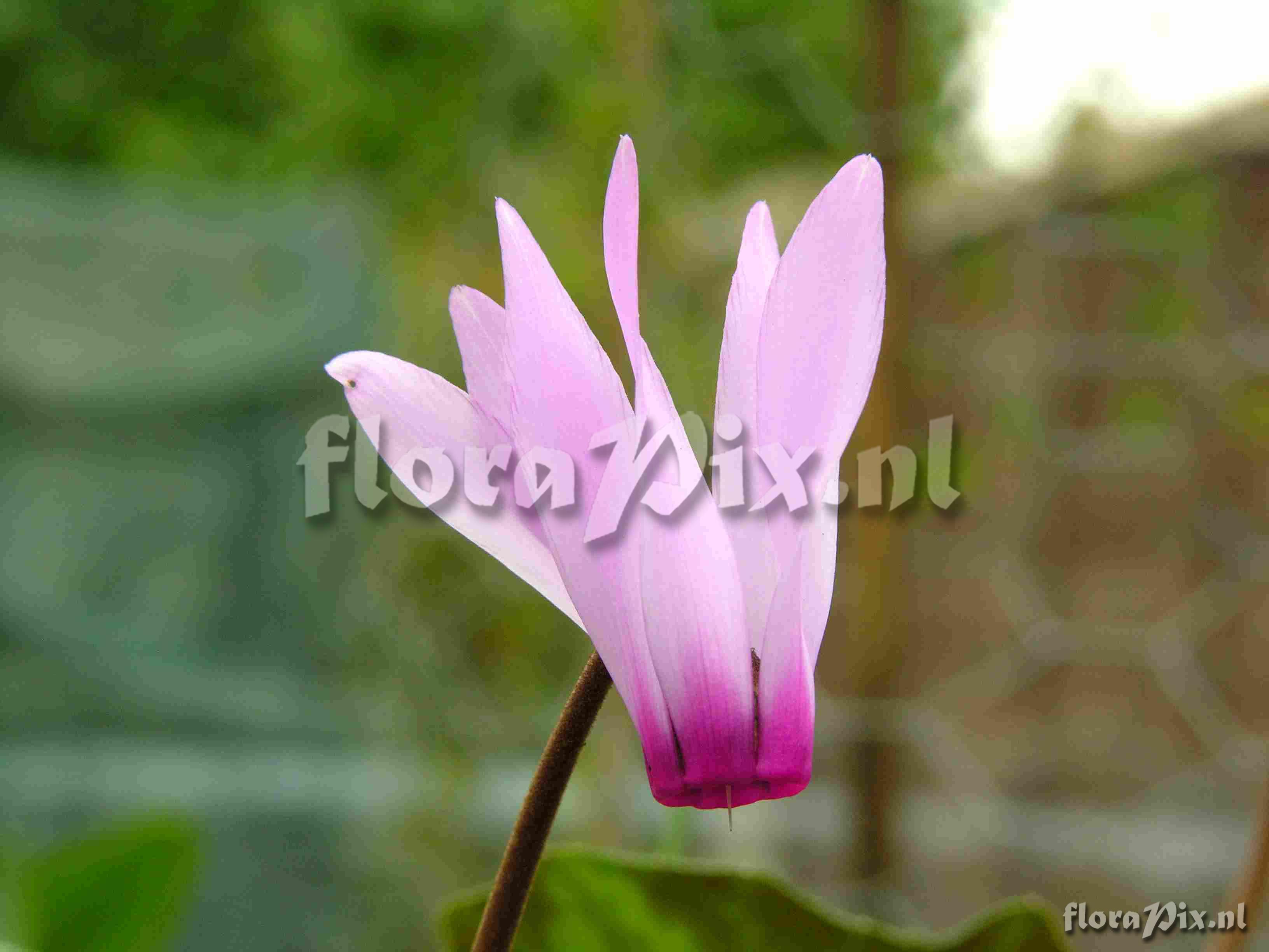 Cyclamen repandum