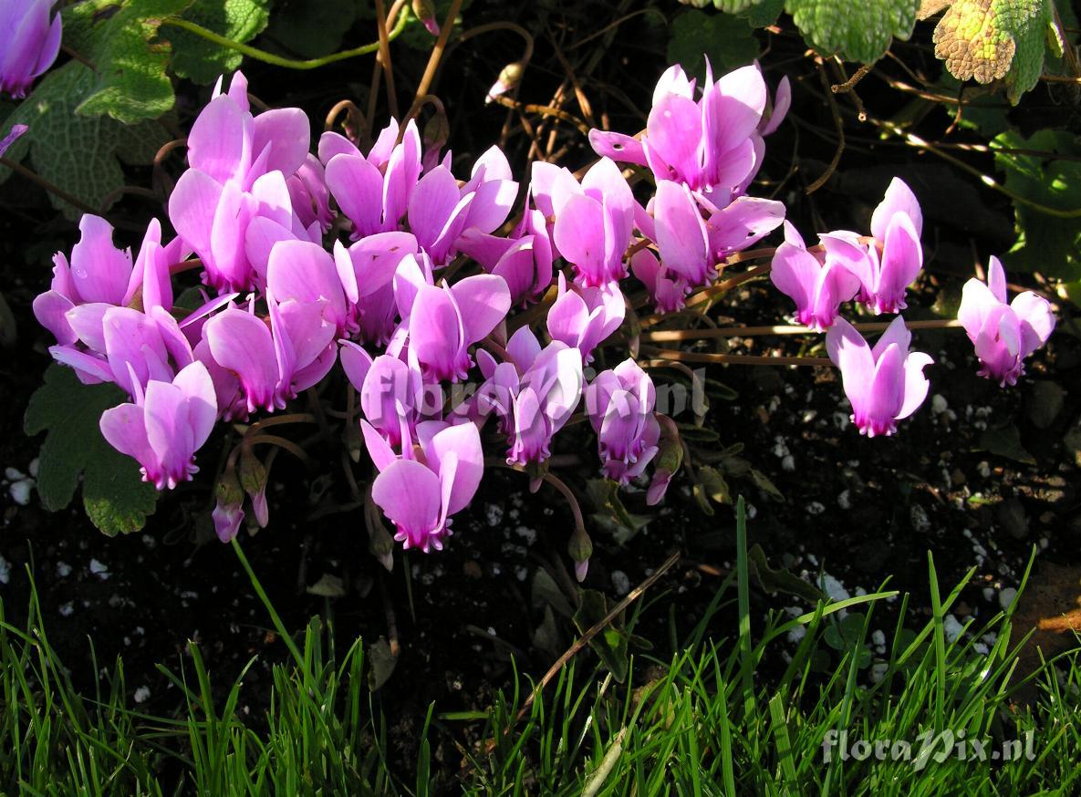 Cyclamen hederifolium