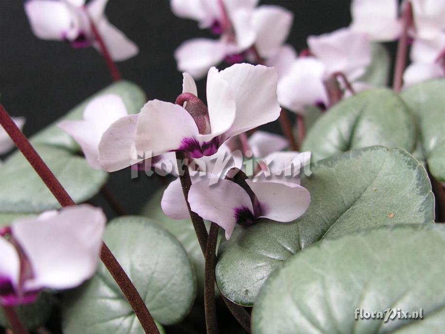 Cyclamen coum (silver-leaf form)