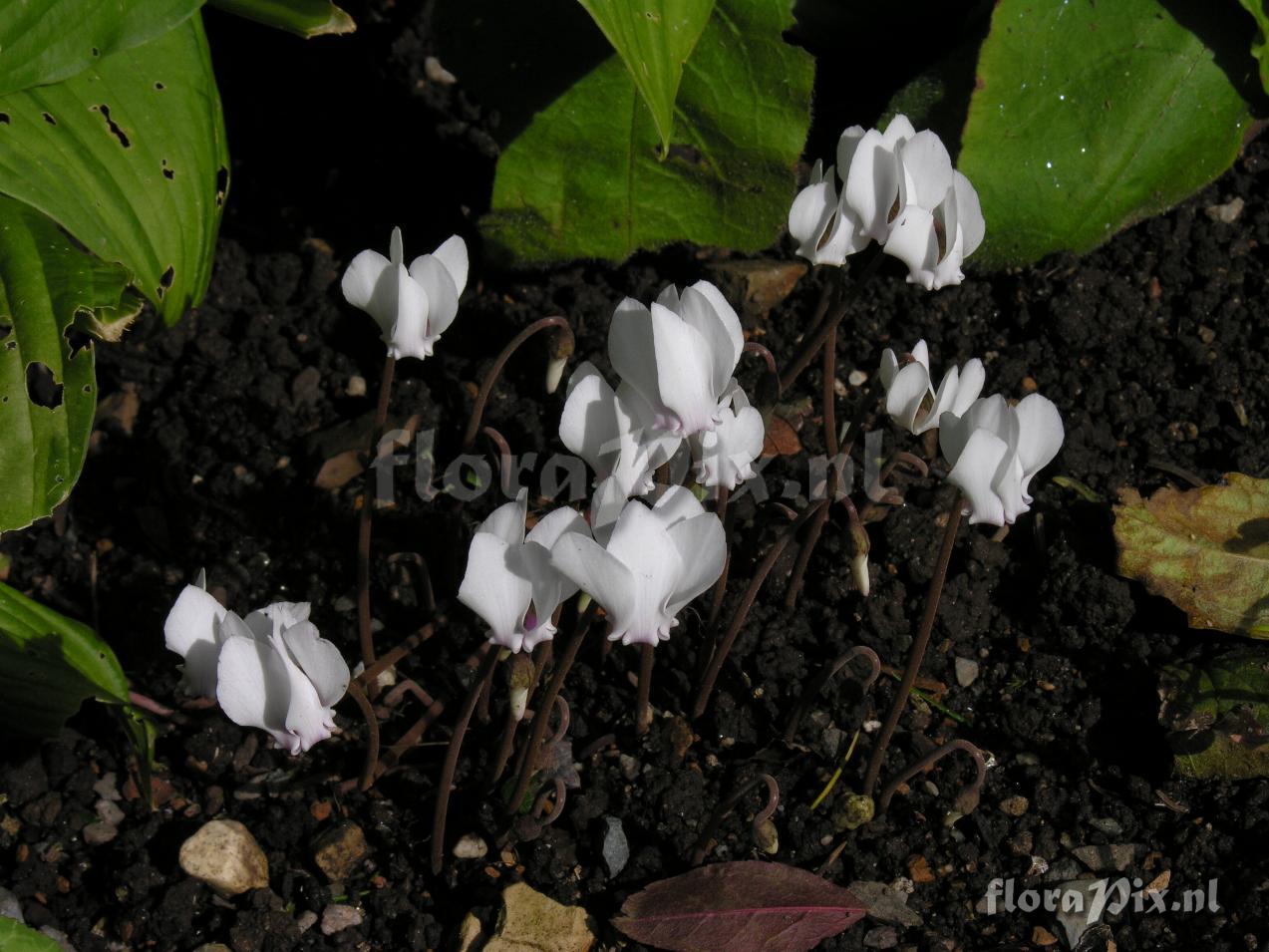 Cyclamen hederifolium 