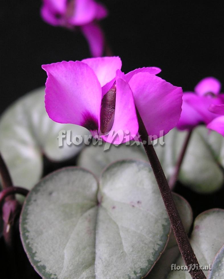 Cyclamen coum (silver-leaf form)