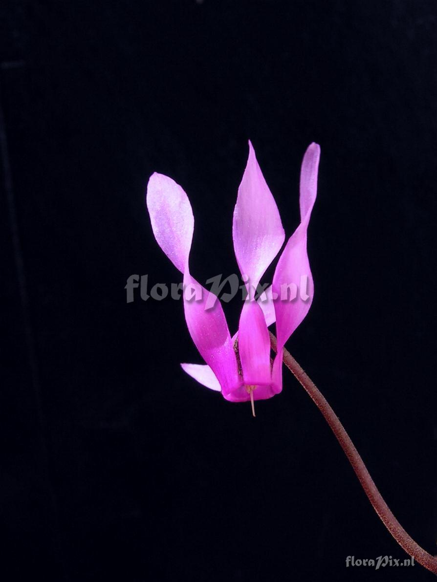 Cyclamen repandum