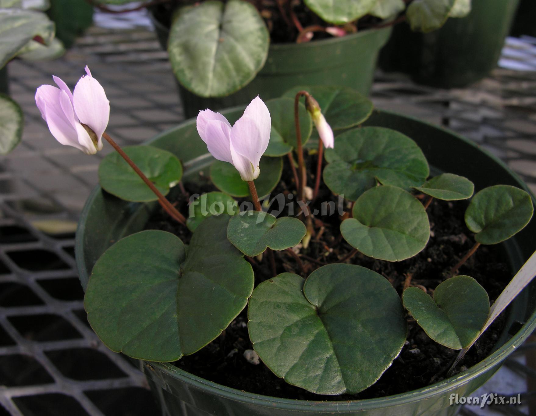 Cyclamen intaminatum