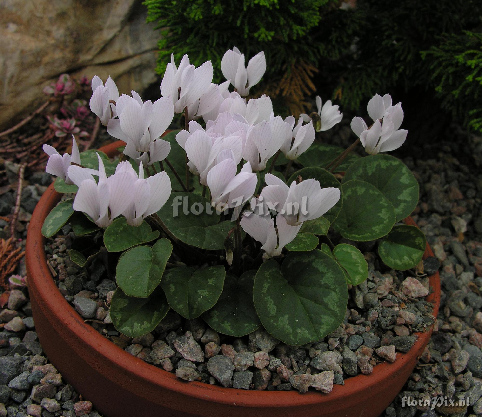 Cyclamen intaminatum