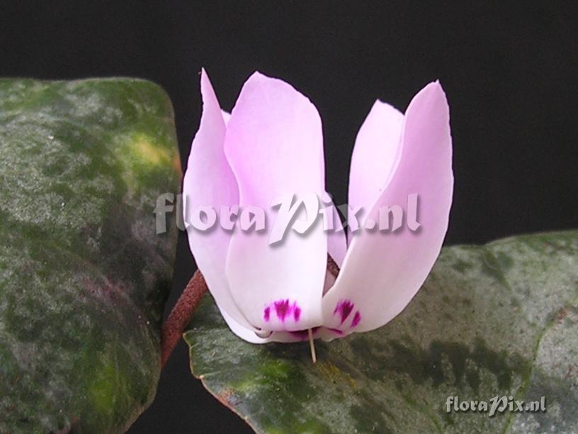 Cyclamen ibericum