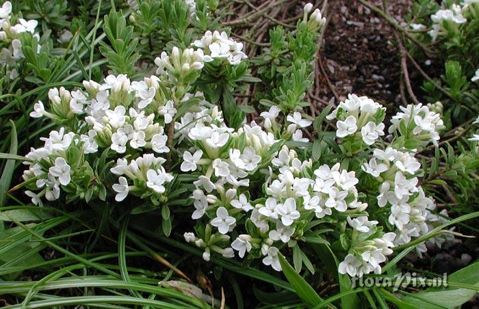 Daphne cneorum alba