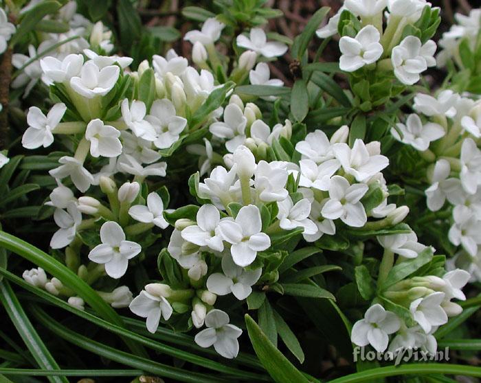 Daphne cneorum alba close up