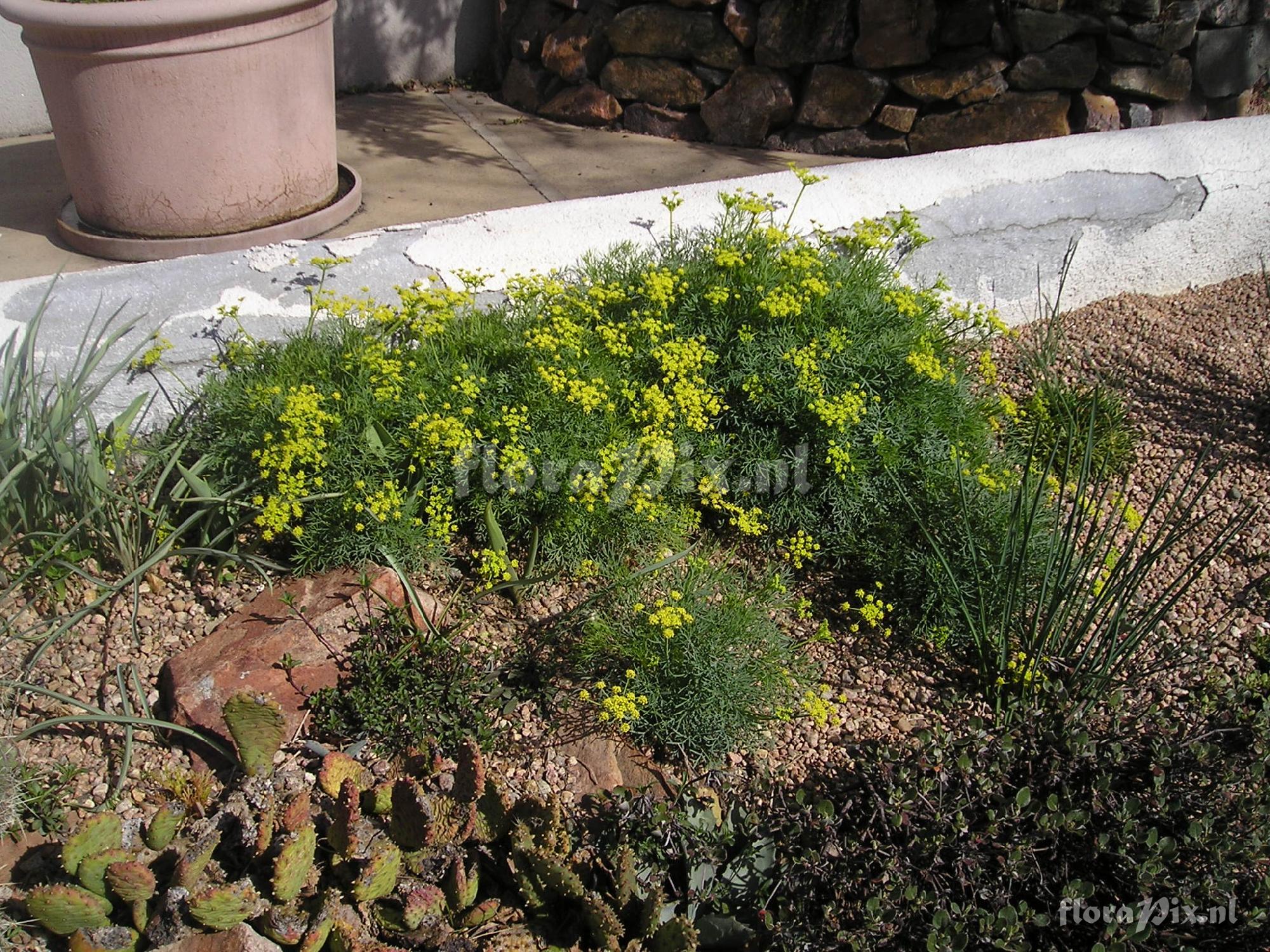 Lomatium grayi