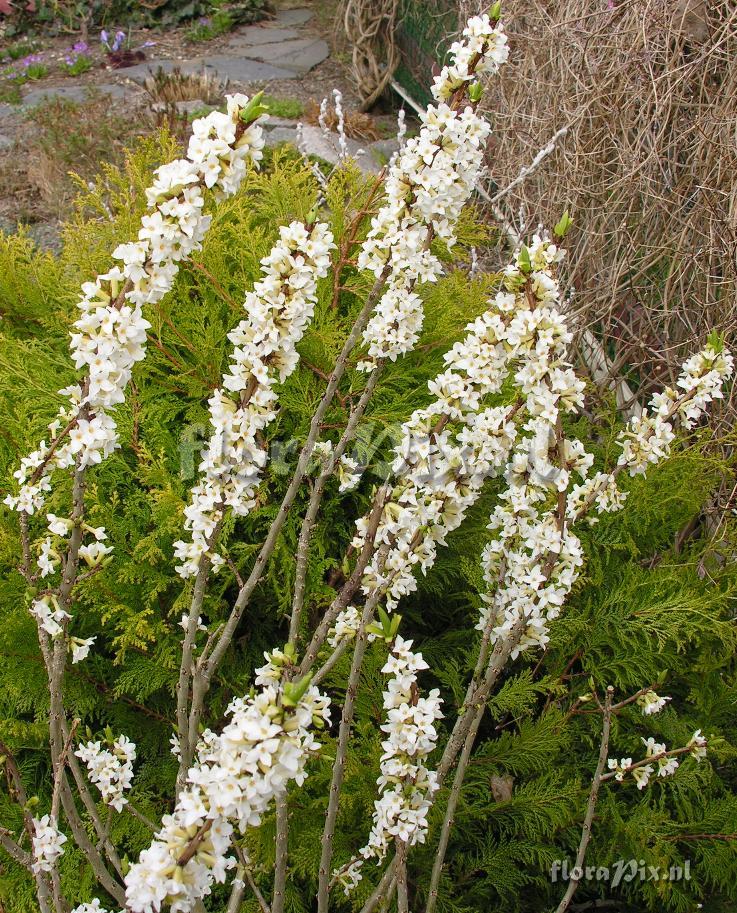 Daphne mezereum 