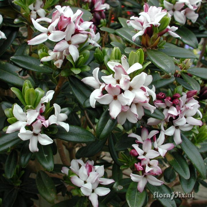 Daphne retusa