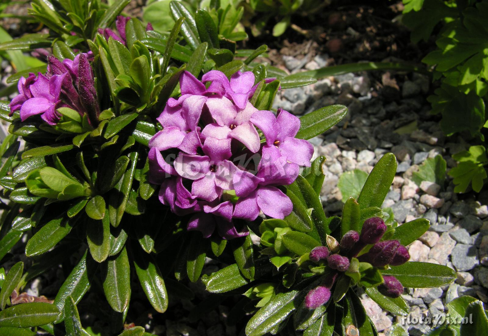 Daphne x medfordensis 