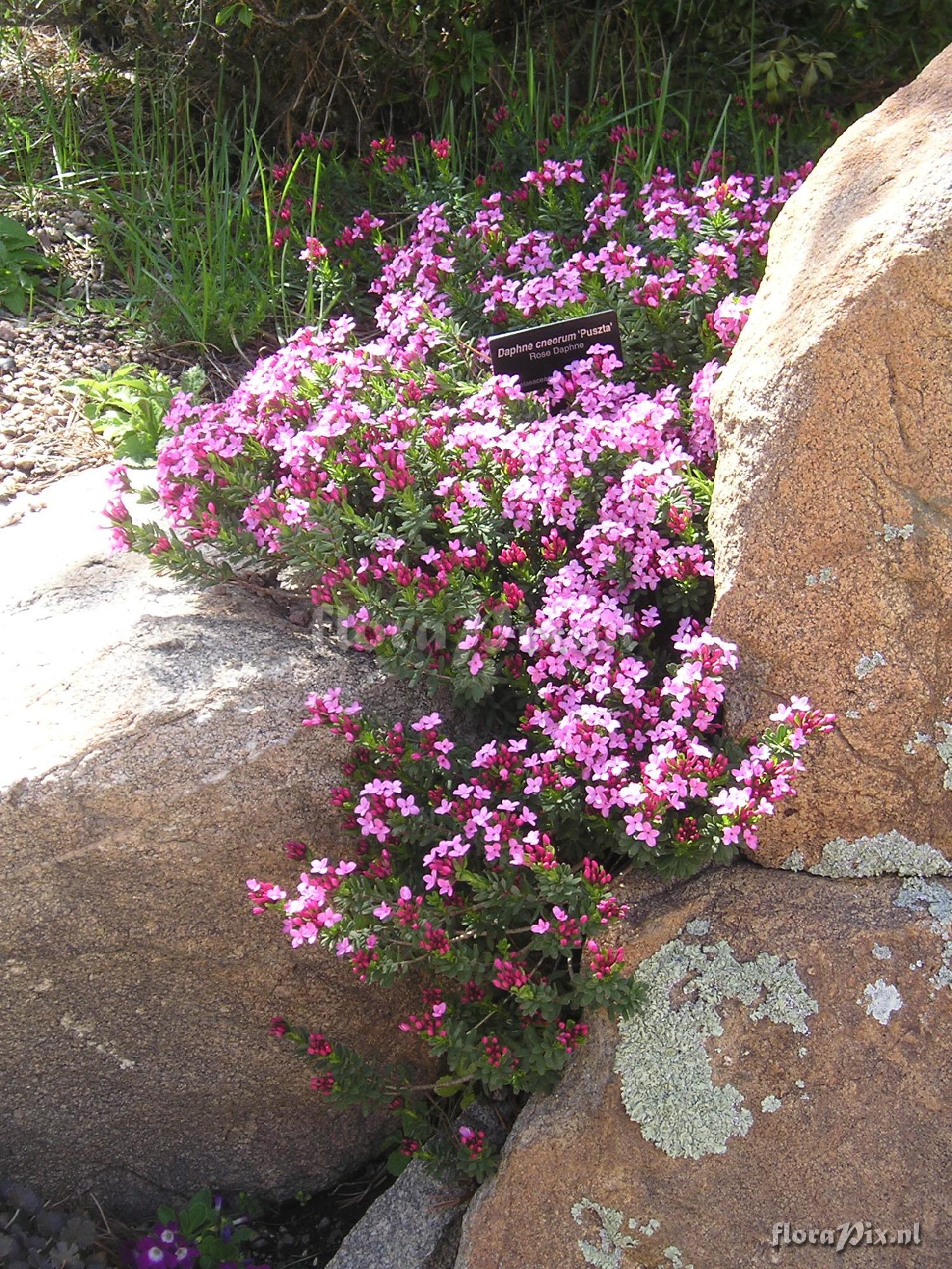 Daphne cneorum 