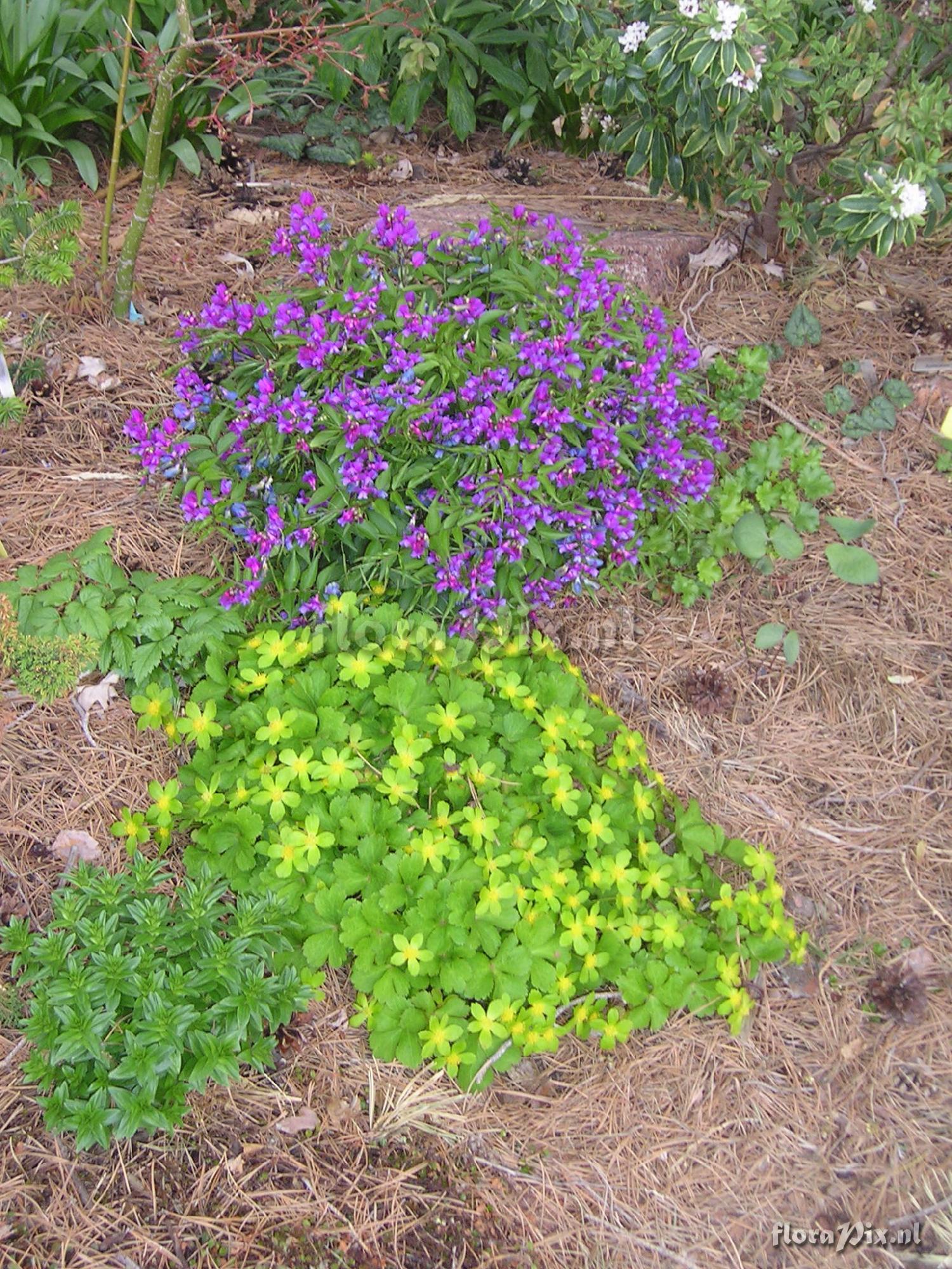 Lathyrus vernus and Hacquetia epipactis combo