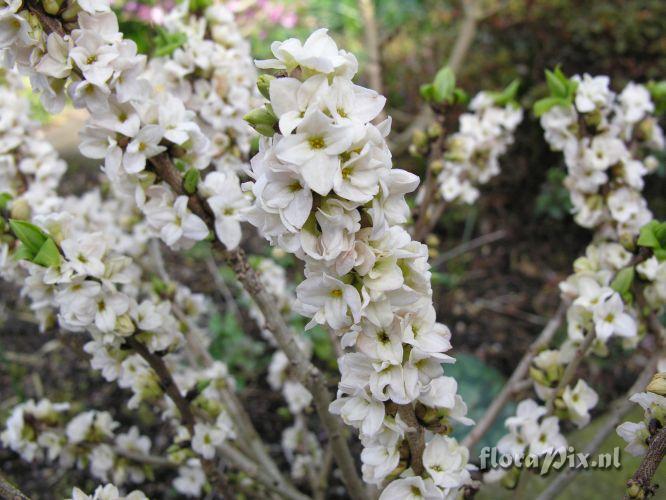 Daphne mezereum album