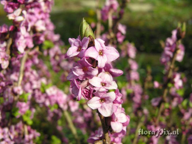 Daphne mezereum