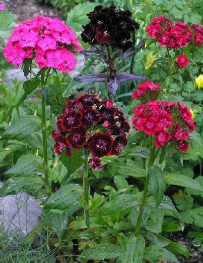 Dianthus barbatus