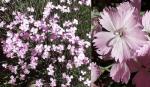 Dianthus freynii