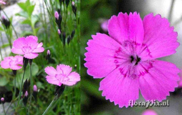 Dianthus nitidus