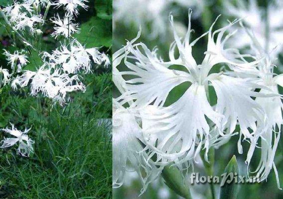 Dianthus arenarius