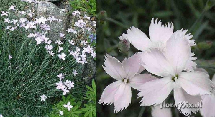 Dianthus subacaulis