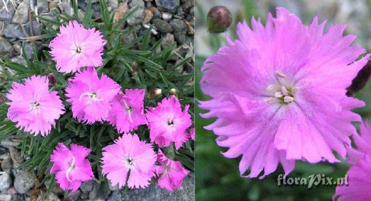 Dianthus x roysii