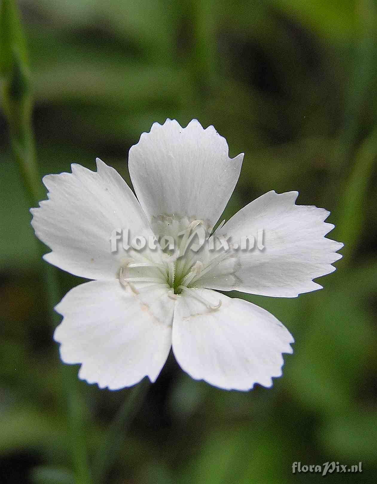 Dianthus deltoides