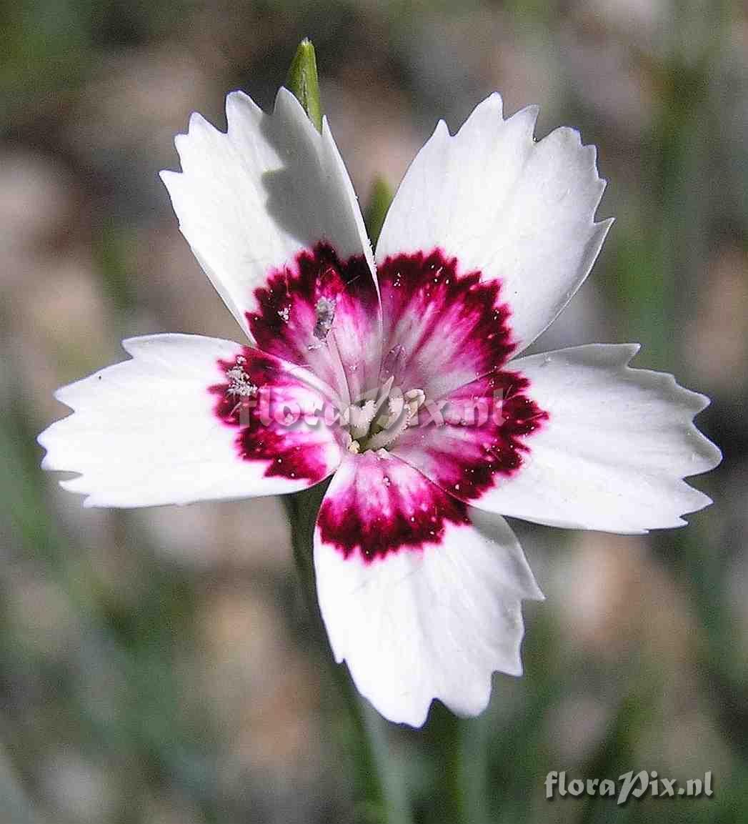 Dianthus deltoides