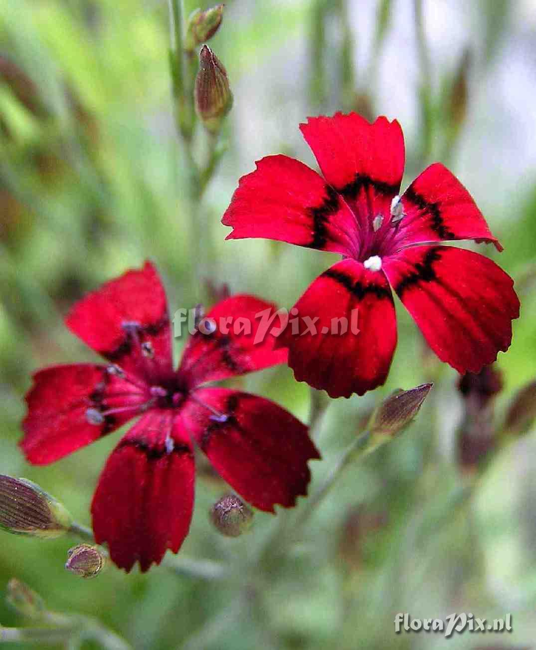 Dianthus deltoides