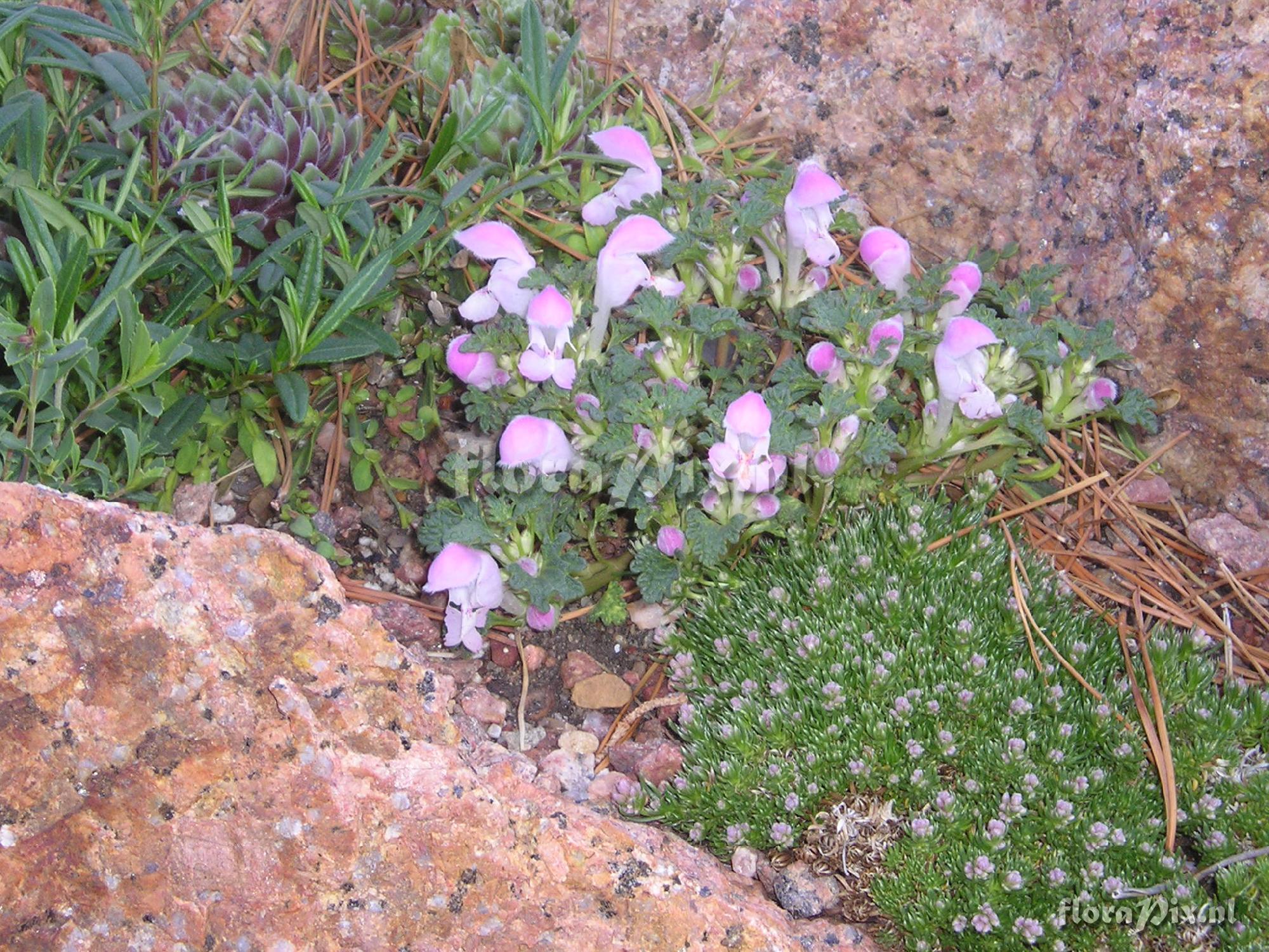 Lamium armenum var. sintenisii