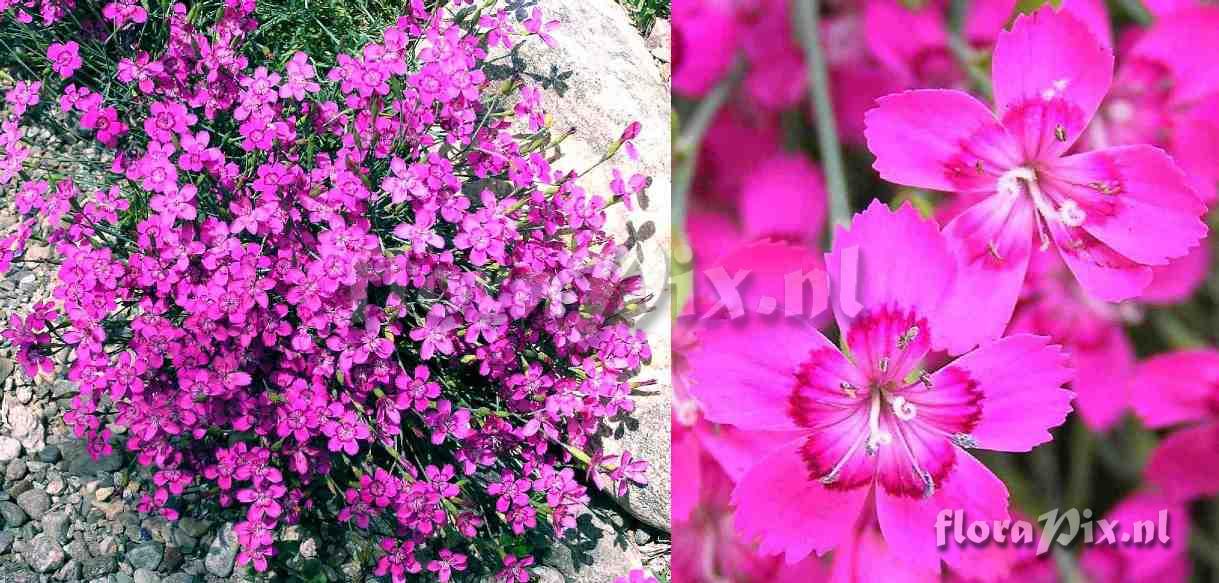 Dianthus deltoides