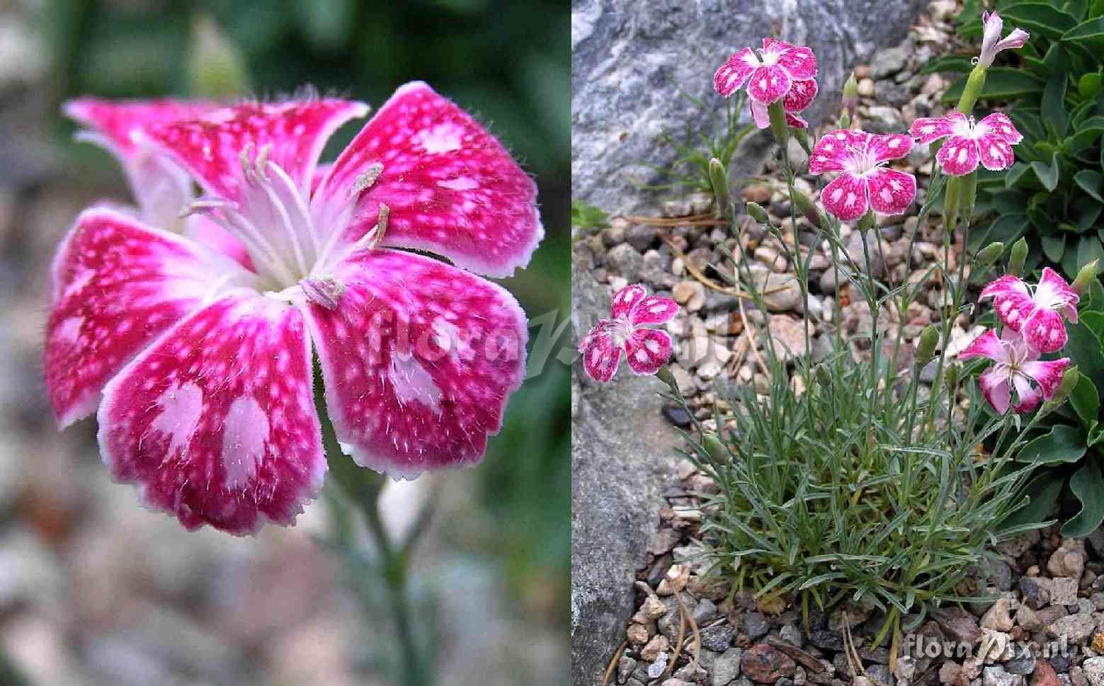 Dianthus gratianopolitanus