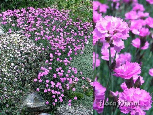 Dianthus gratianopolitanus