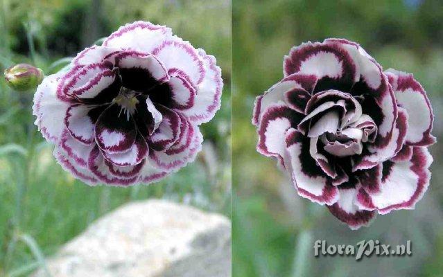 Dianthus 